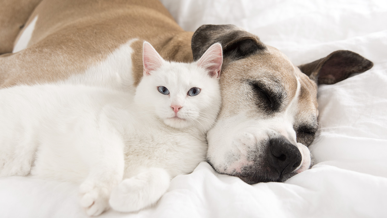 CBD per cani e gatti rilassati. CBD per cani e gatti rilassati.