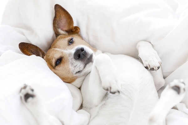 Cura degli animali per cani piccoli Cura degli animali per cani piccoli