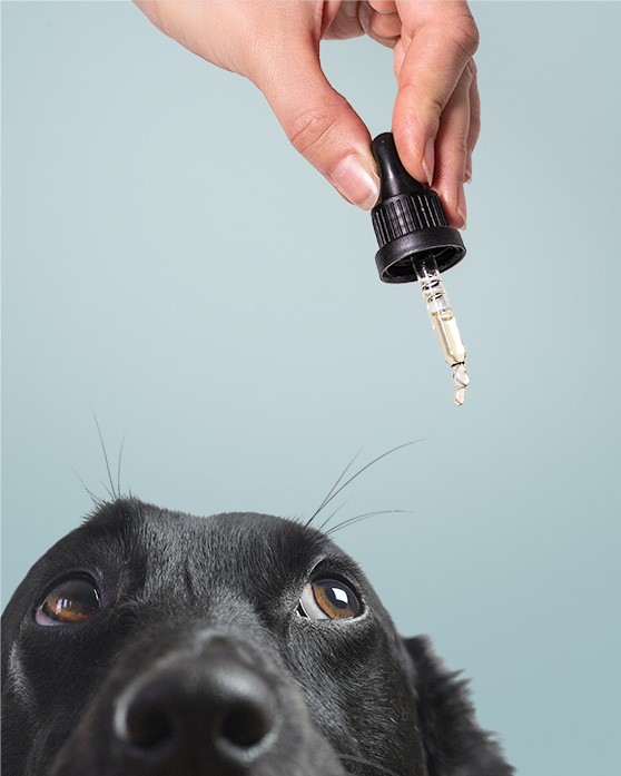 I benefici del CBD per gli animali I benefici del CBD per gli animali